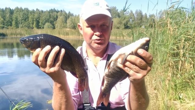 Живое фотографие, карп.