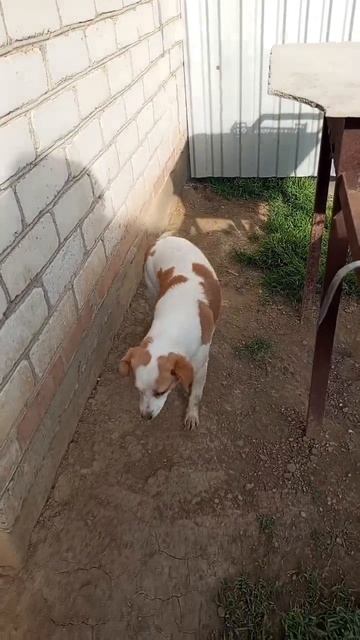 Два Друга. Не страшны теперь вдвоем им ни дожди,ни вьюга