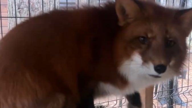 Лиса-Алиса. Лис Игнис наблюдает за Алисой