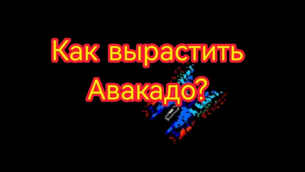 Как вырастить Авакадо?
