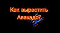 Как вырастить Авакадо?
