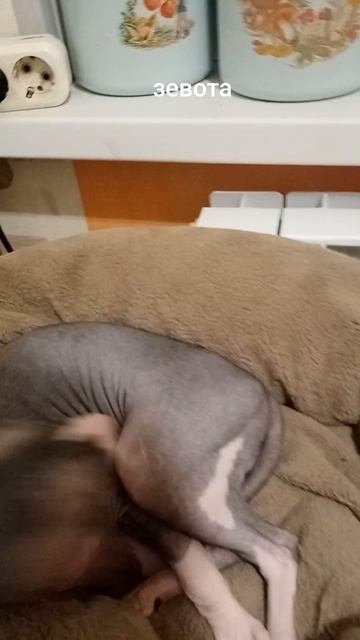 зубастики.mp4