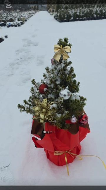 Ель канадская Коника