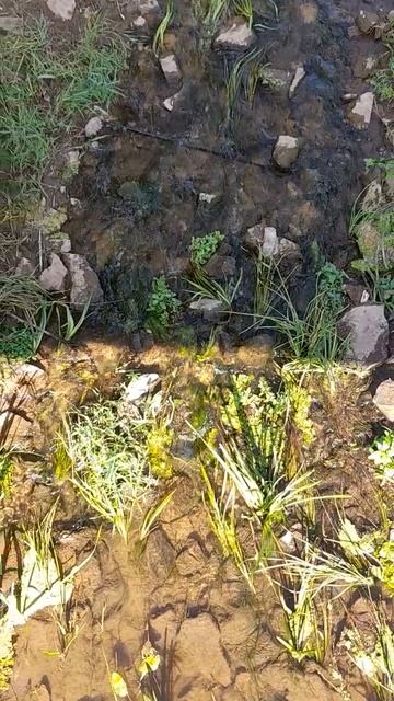 Прохладная река в жаркий летний день