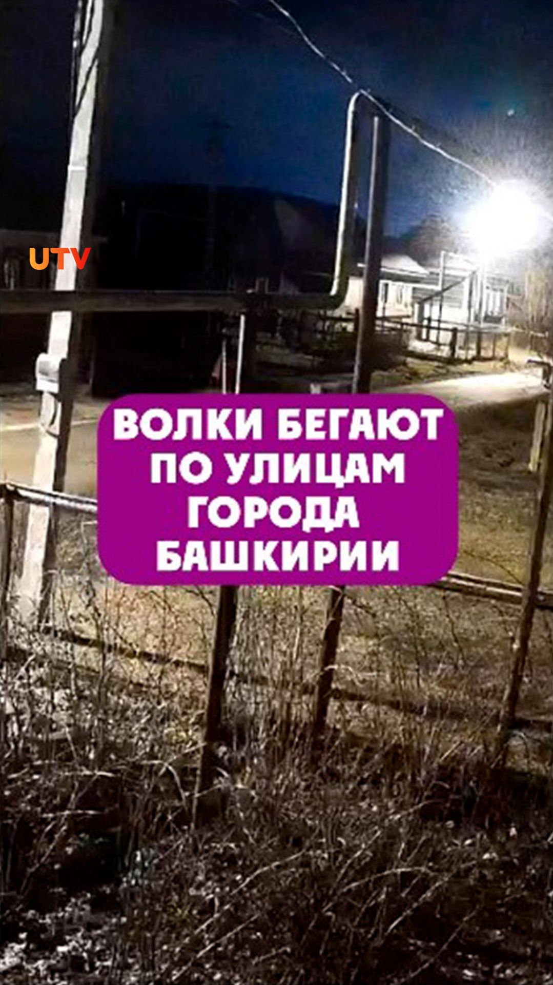 ВОЛКИ_ГОТОВО_3