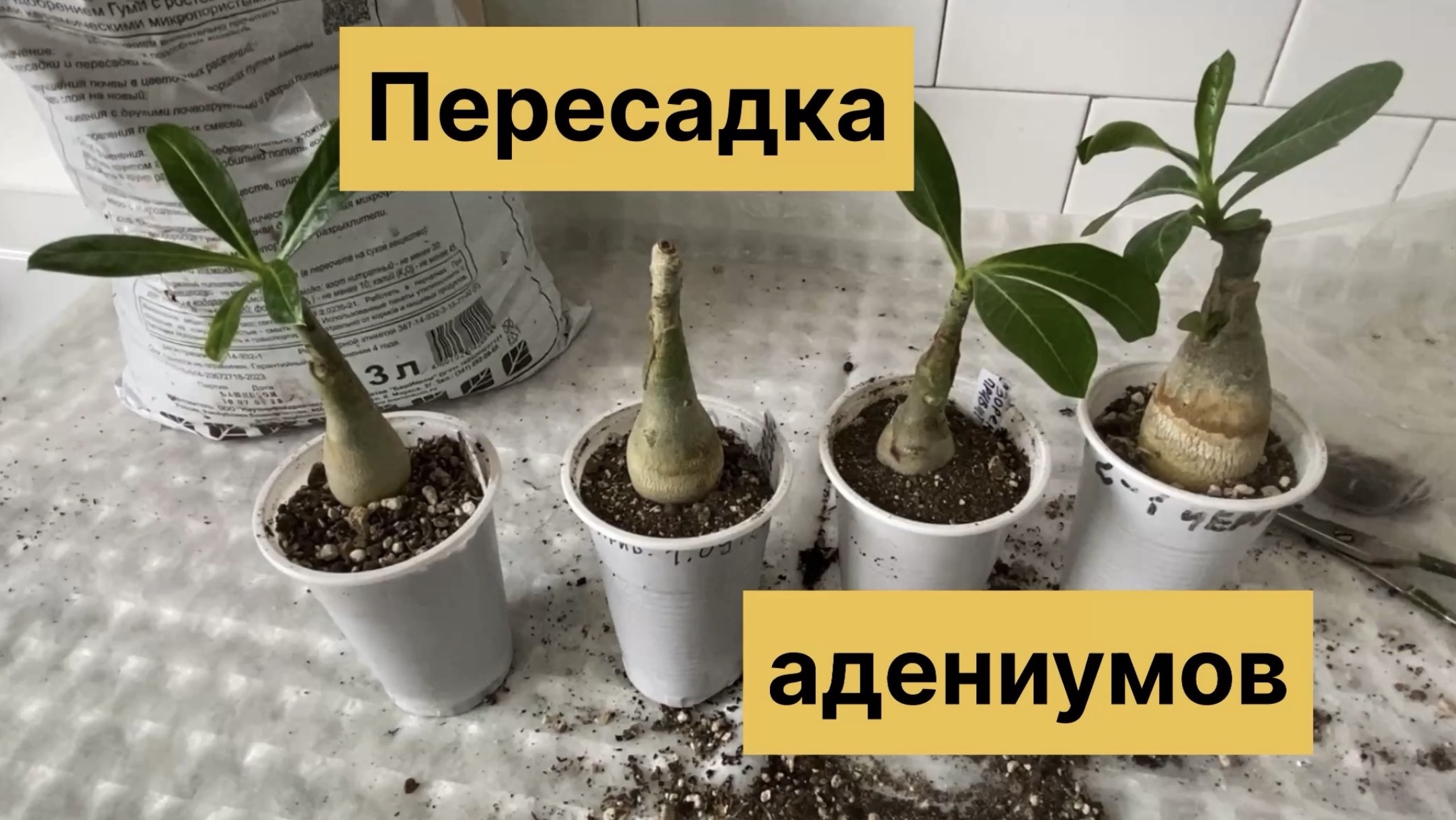 Адениумы. Осенние пересадки молодняка с прививками. 26 ноября 2025 г.