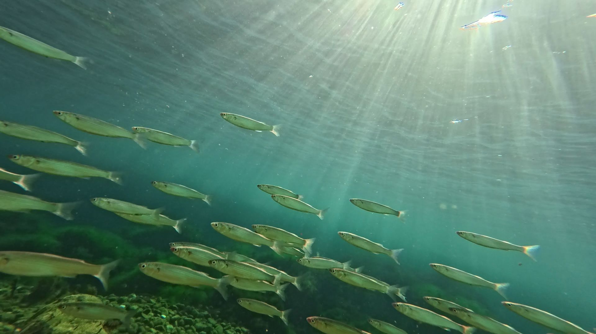 2025.11.16. Стайка кефали - чуларка. 4К.