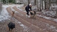 Утро с собаками, берёзовое полешко и деревенский быт
