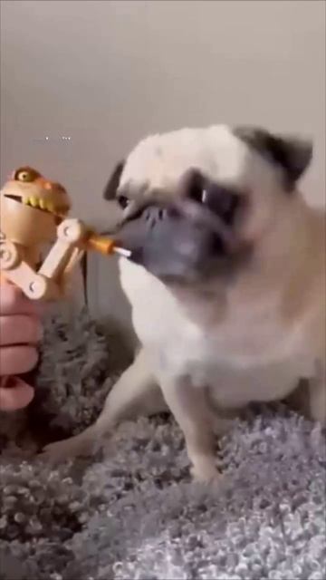 Кот-воренка вскрывает шкаф! 😼