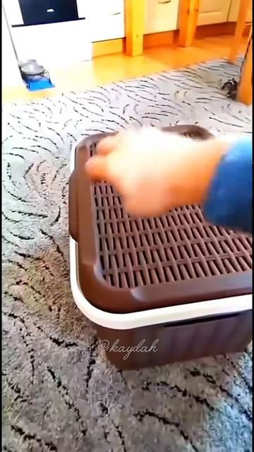 #приколы #юмор #прикол #смешно #коты #кот #кошки #котята #топ #топчик #роликдня #видеодня #лучшее #л