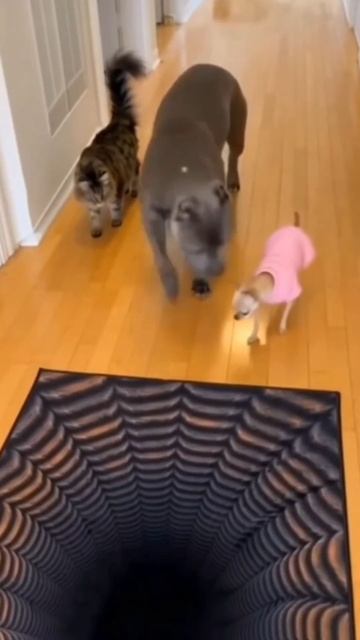 Разведка вперёд 🤭!