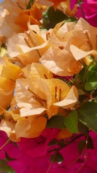 «Дикая воля» - Марина Цветаева.