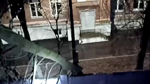 Дерево упало на 14 дом улица Каманина город Владимир