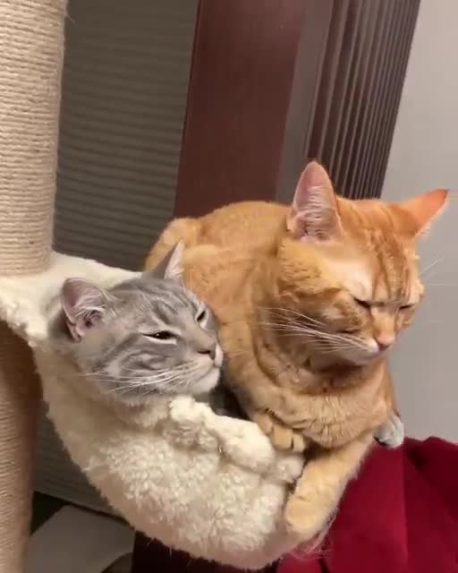 #анекдоты #юмор2025 #кошкадома #прикол #шуткидлянастроения #лучшиеприколы #fluffypaws #веселье