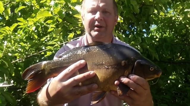 Живое фотографие, карп.