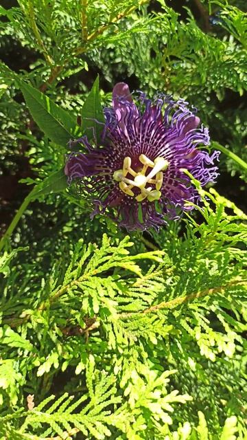 Пассифлора сорта Индиго цветёт в Ростове-на-Дону!