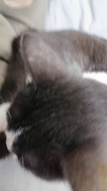 VID_20251126_174955.mp4