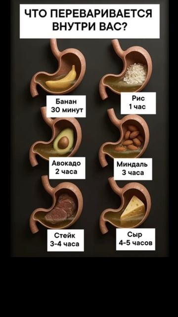 Сколько времени пища действительно задерживается в желудке