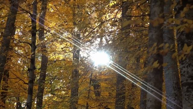 Осенняя сказка.Сергей Грищук