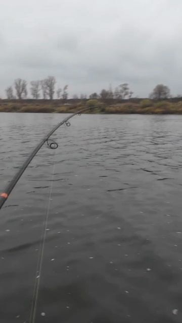 Злая поклёвка судака на спиннинг