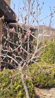 Начало цветения магнолии суланжа в Ростове 31.03.24