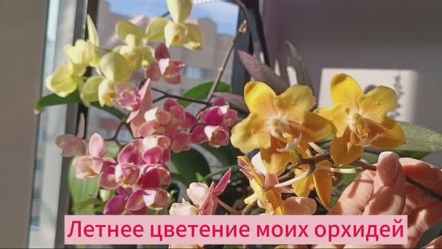 Невыпущенное видео - Летнее цветение ОрХиДеЙ в лучах СОЛНЦА ☀️ (первое домашнее цветение) #орхидеи