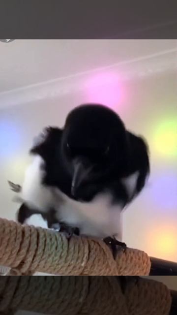 🦅Бодрого дня!