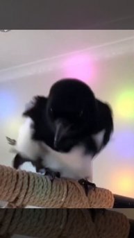 🦅Бодрого дня!