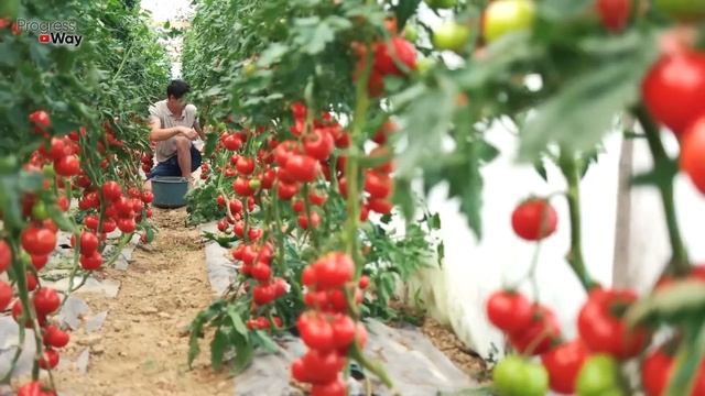 СРОЧНО ДАЙТЕ ТОМАТАМ СОДУ И БУДЕТЕ СОБИРАТЬ УРОЖАЙ ВЕДРАМИ.