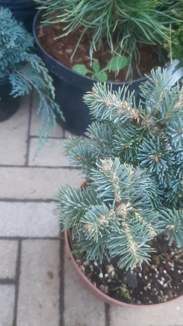 ❤🌲Пихта корейская Блауэр Эскимо
✔Продажа растений в телеграм канале:
https://t.me/love_is_hvoiny_dvo
