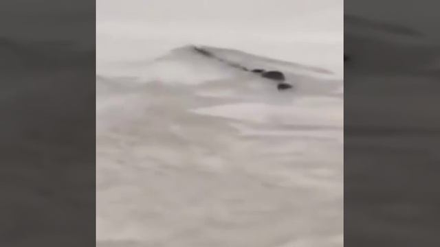 У берегов Японии заметили странное морское животное.🧐