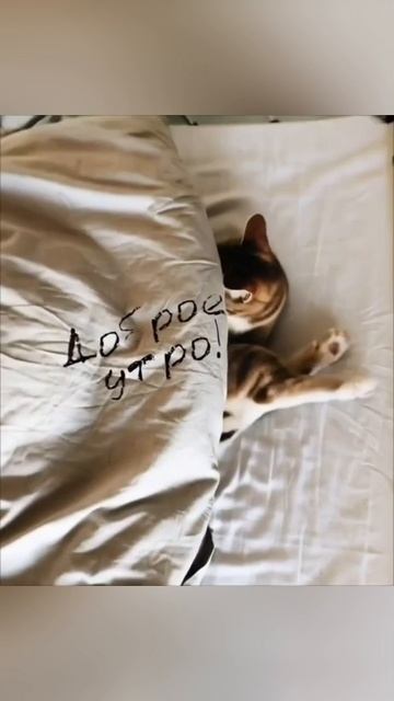 Прикол Доброе утро, кот! 26.11.2025.mp4