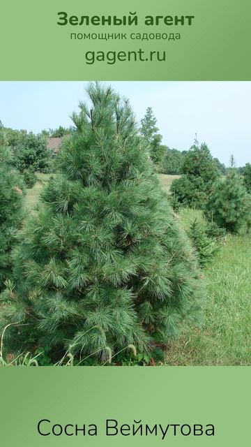 Сосна Веймутова