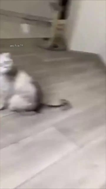 Кот-космонавт: Котёнок играет с игрушкой-астронавтом