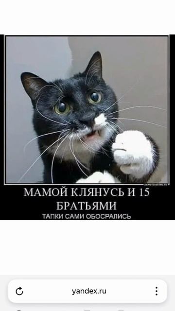 самые забавные и смешные картинки из интернета. 🤣