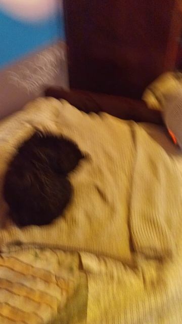 Я искупал кота Васю