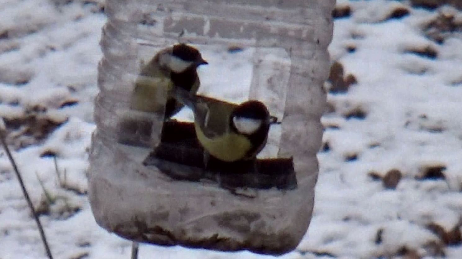 Синицы у кормушки в небольшой снегопад