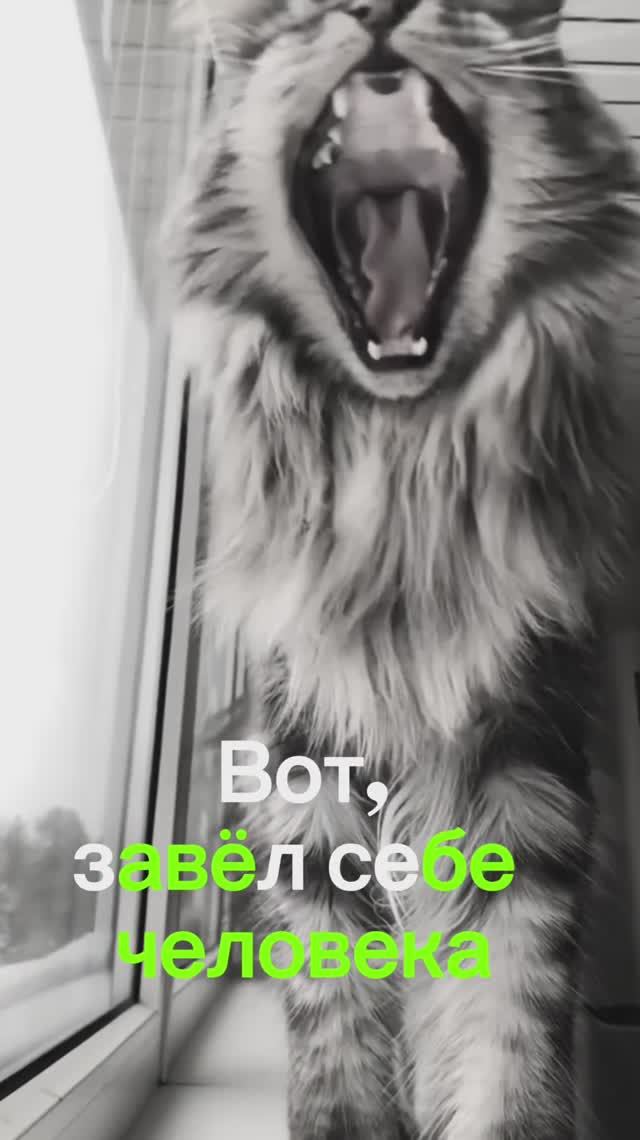 😾 Завёл себе человека 🤣