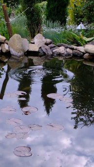 Наши кои плещутся в пруду