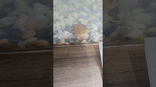 Ампулярии 🐌🐚