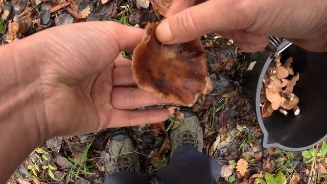 Опята и Зонтики _ ОТец ищет грибы _ 02.10.25г