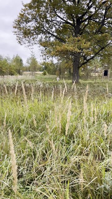 Памятник природы «Парк «Дубки» (ООПТ)