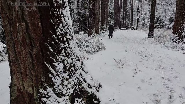ГРИБОЧКИ в снегу