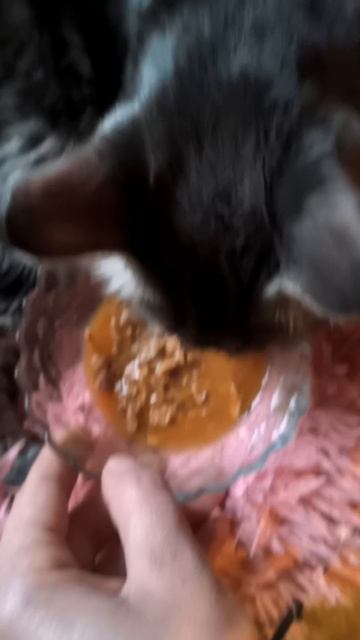 Прошу помощи для кошки Маруси 🙏