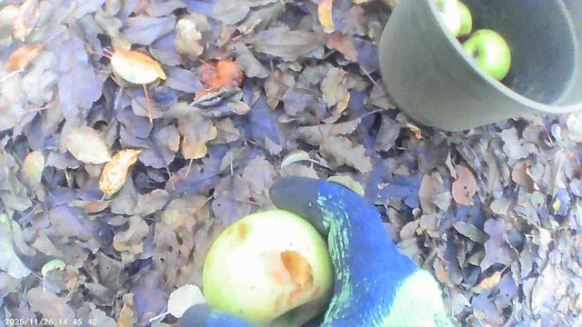 Собираю падалицу яблок нашего сада в ноябре 2025