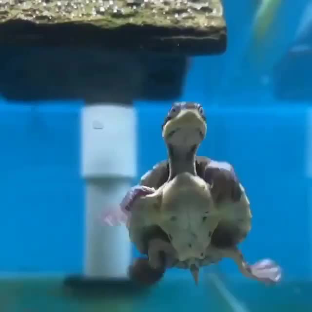 Танцы от малыша пилоносной черепахи, родом из реки Маннинг в Австралии.