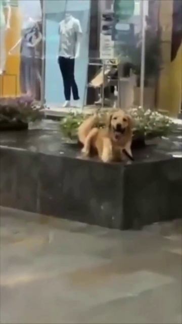 Собака в очках отдыхает у телевизора