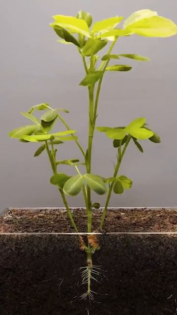 🪴🍀Рост растения с 10x скоростью🍀🪴