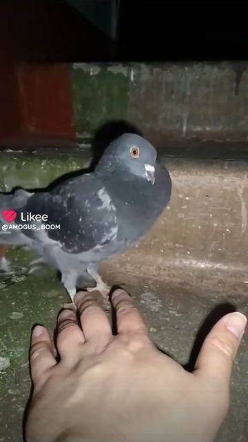 Like_7562534999957141492.mp4