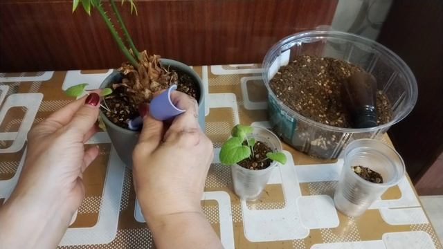 Цикас и незнакомка.